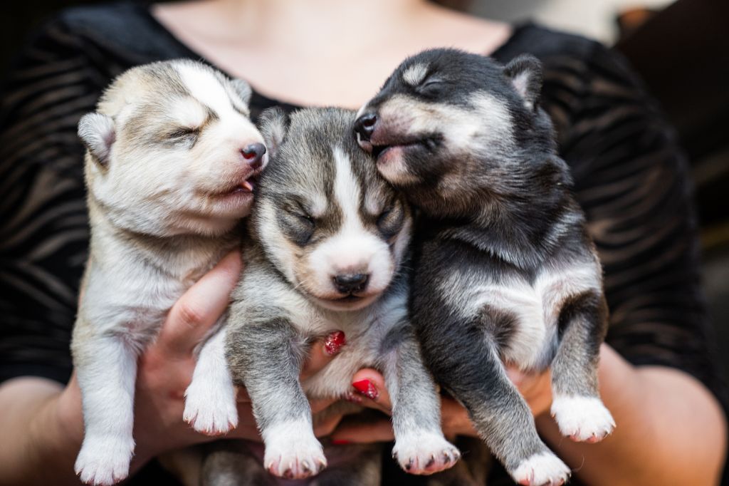 Au Plaisir De L'Amour D'Un Loup - Une portée de trois petits mâles est née 