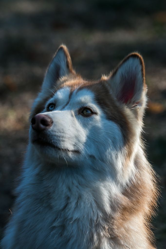 Nahima