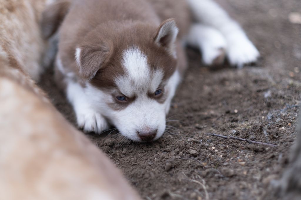 Au Plaisir De L'Amour D'Un Loup - Siberian Husky - Portée née le 07/07/2020